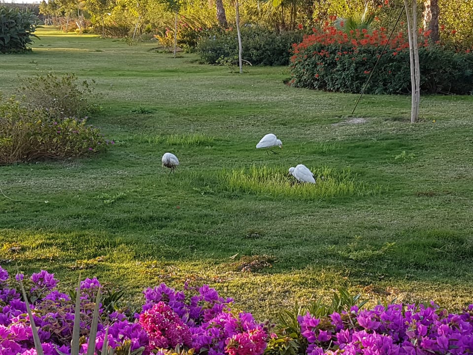 Gartenanlage Fantazia Resort Marsa Alam