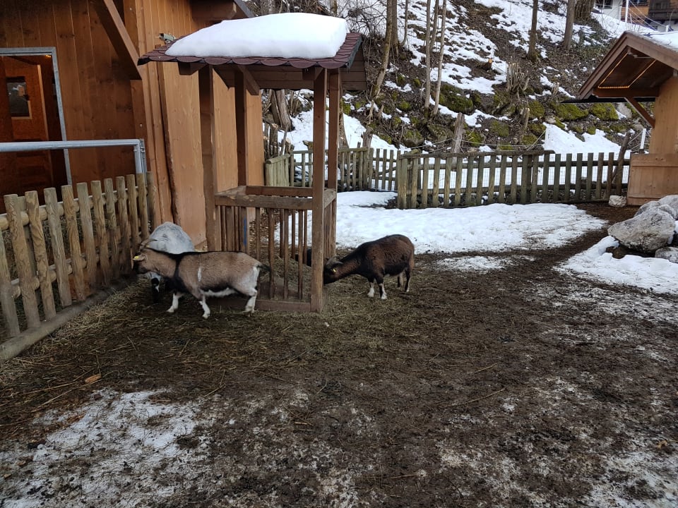 Streichelzoo POST Family Resort