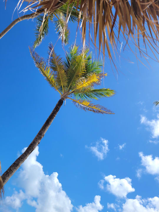 Ausblick Secrets Royal Beach Punta Cana - Adults only