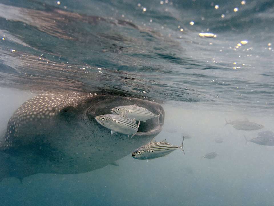 Sport & Freizeit Saronde Island Resort Blue Bay Divers