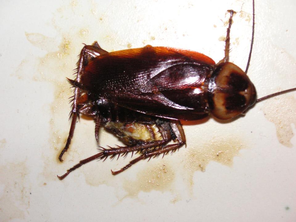 6 cm karaluch upolowany w pokoju Nour Palace Resort & Thalasso