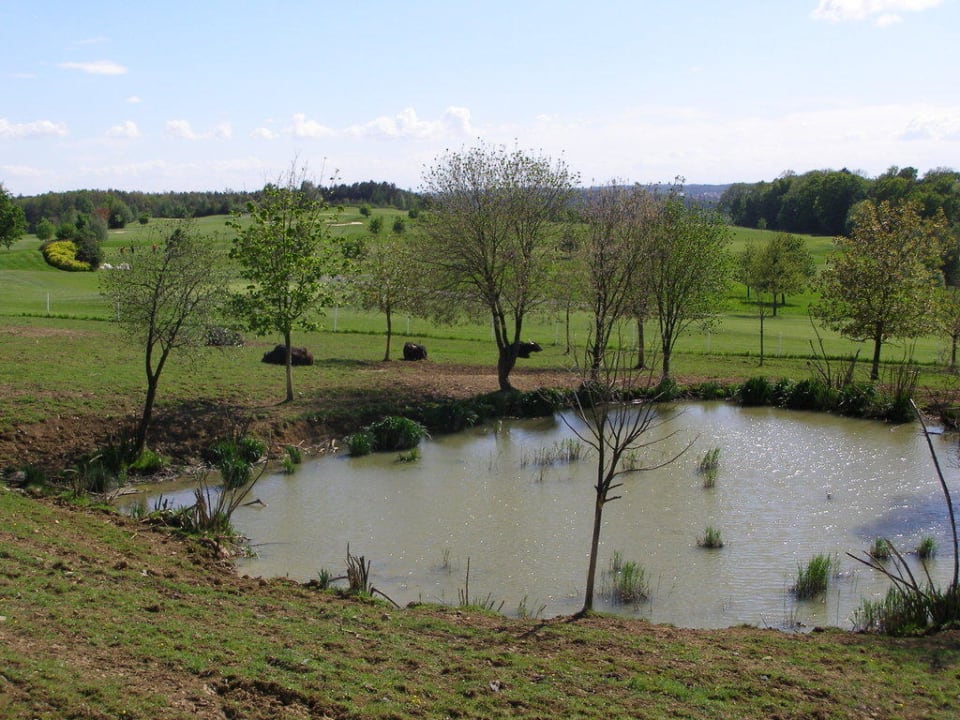 Teich für Wasserbüffel Hotel Reiters Supreme