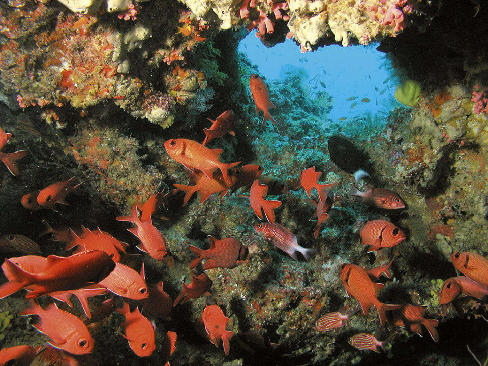 Diving Constance Moofushi Maldives