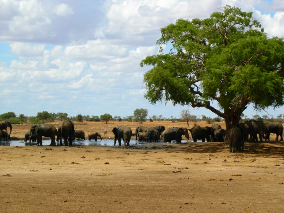 Gartenanlage Satao Camp