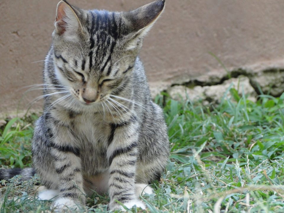 Sonstiges Arycanda Kirman Premium