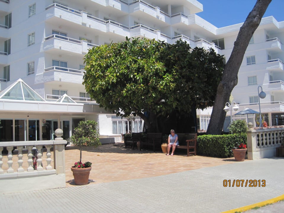 Toller Gummibaum Grupotel Los Príncipes Apartments & Spa