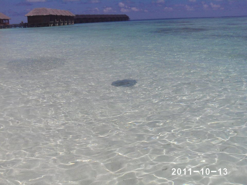 Manta`s in front of our WaterVilla Meeru Maldives Resort Island