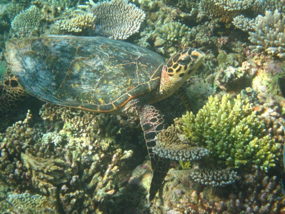 Schildkröte Bandos Maldives