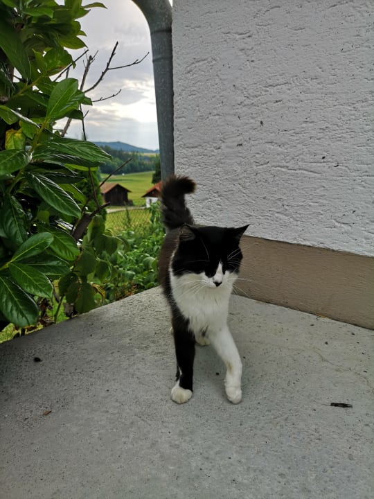 Gartenanlage Schuniglhof /  Ferienwohnungen