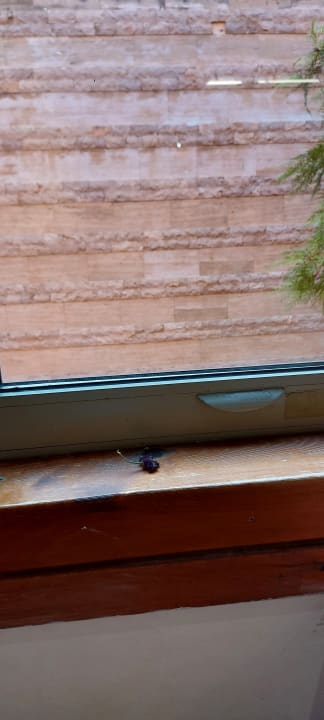 Zimmer AQI Pegasos World