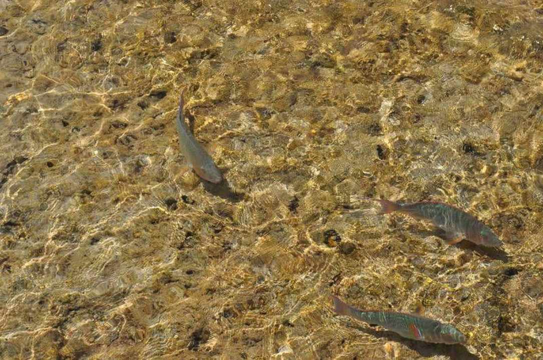 Berek Parrotel Aqua Park Resort