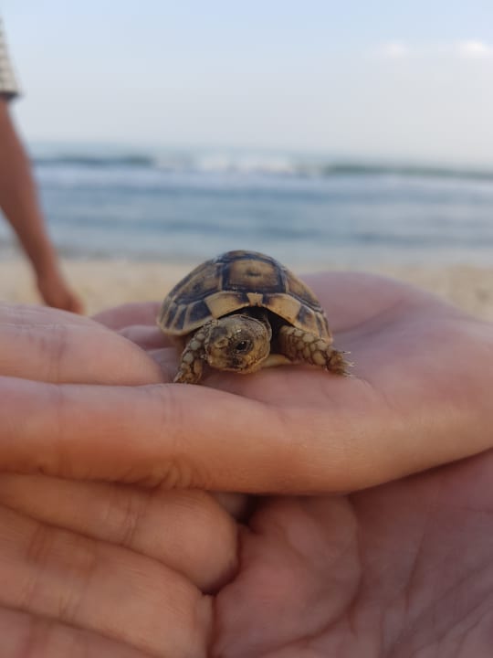 Strand Hotel Nesrine