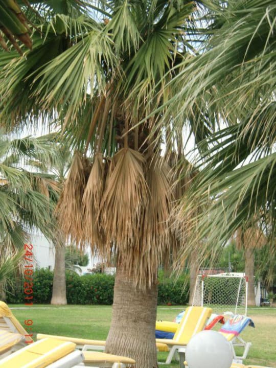 Vertrocknete Palmenwedel TUI KIDS CLUB Alex Beach