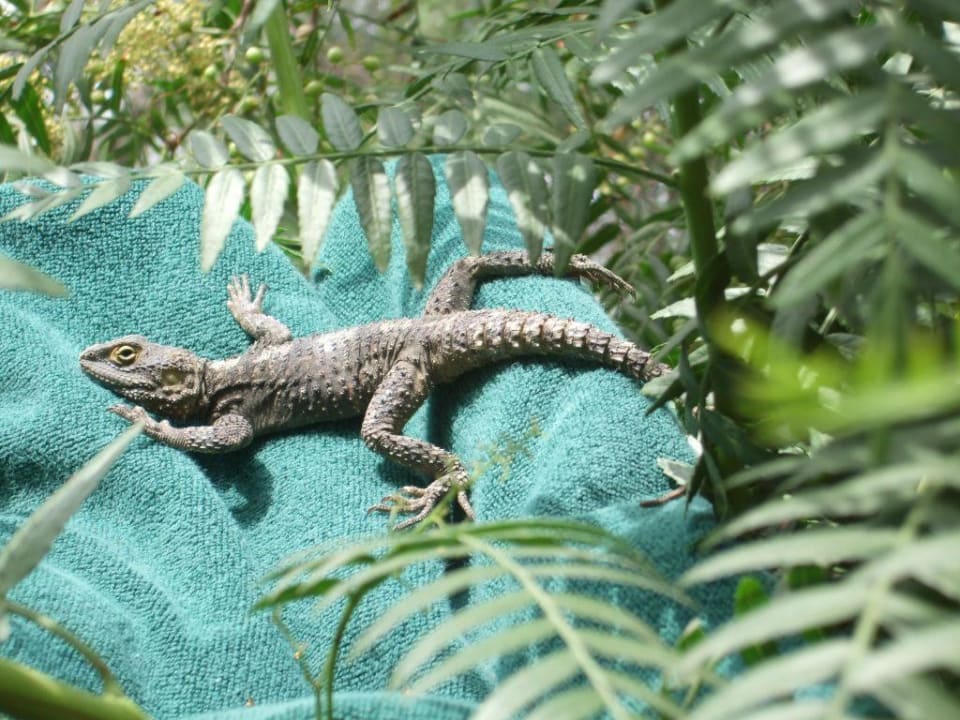 Große Echse Monachus Family Resort Sorgun