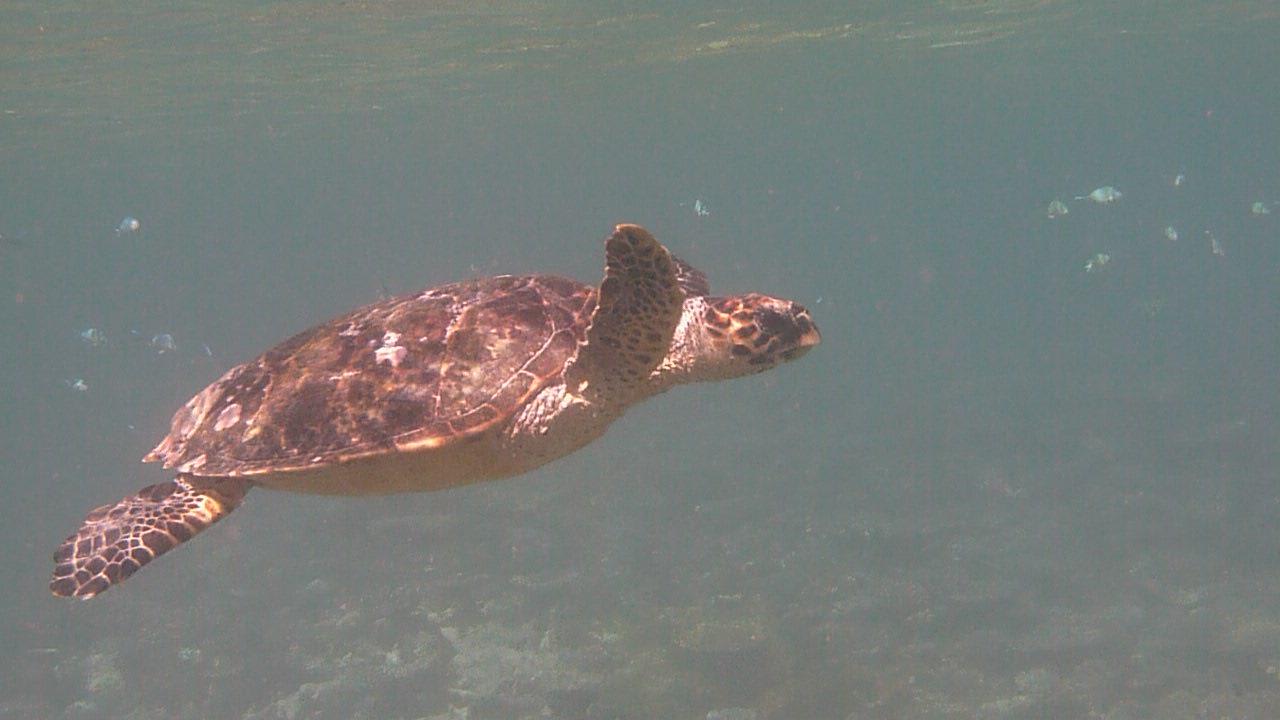 Schildkröte nach dem Frühstück Summer Island Maldives