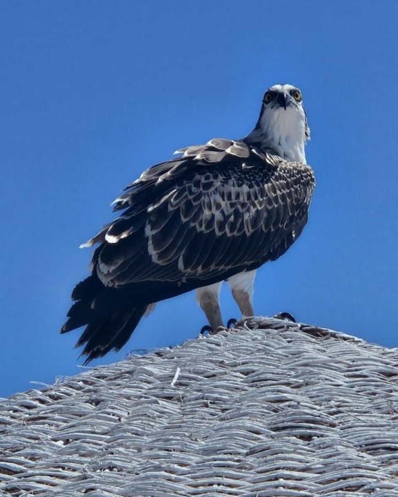 Sonstiges Makadi Spa - Adults only