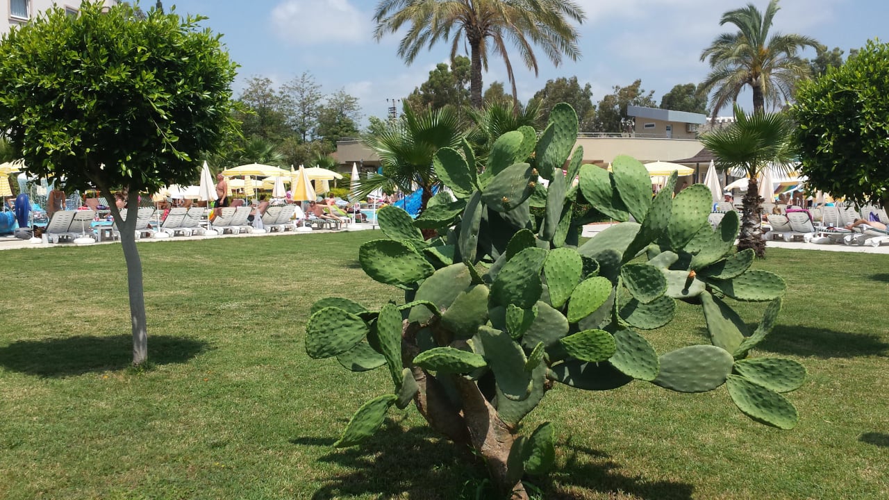Anlage Hotel Royal Garden Beach