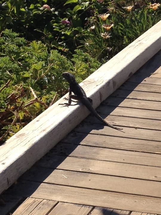 Strandbarbewohner VONRESORT Golden Coast