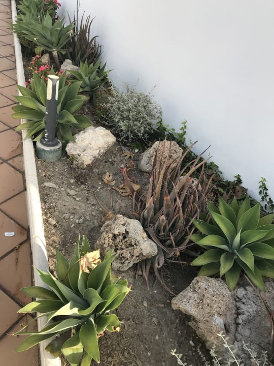 Gartenanlage Hotel Best Siroco