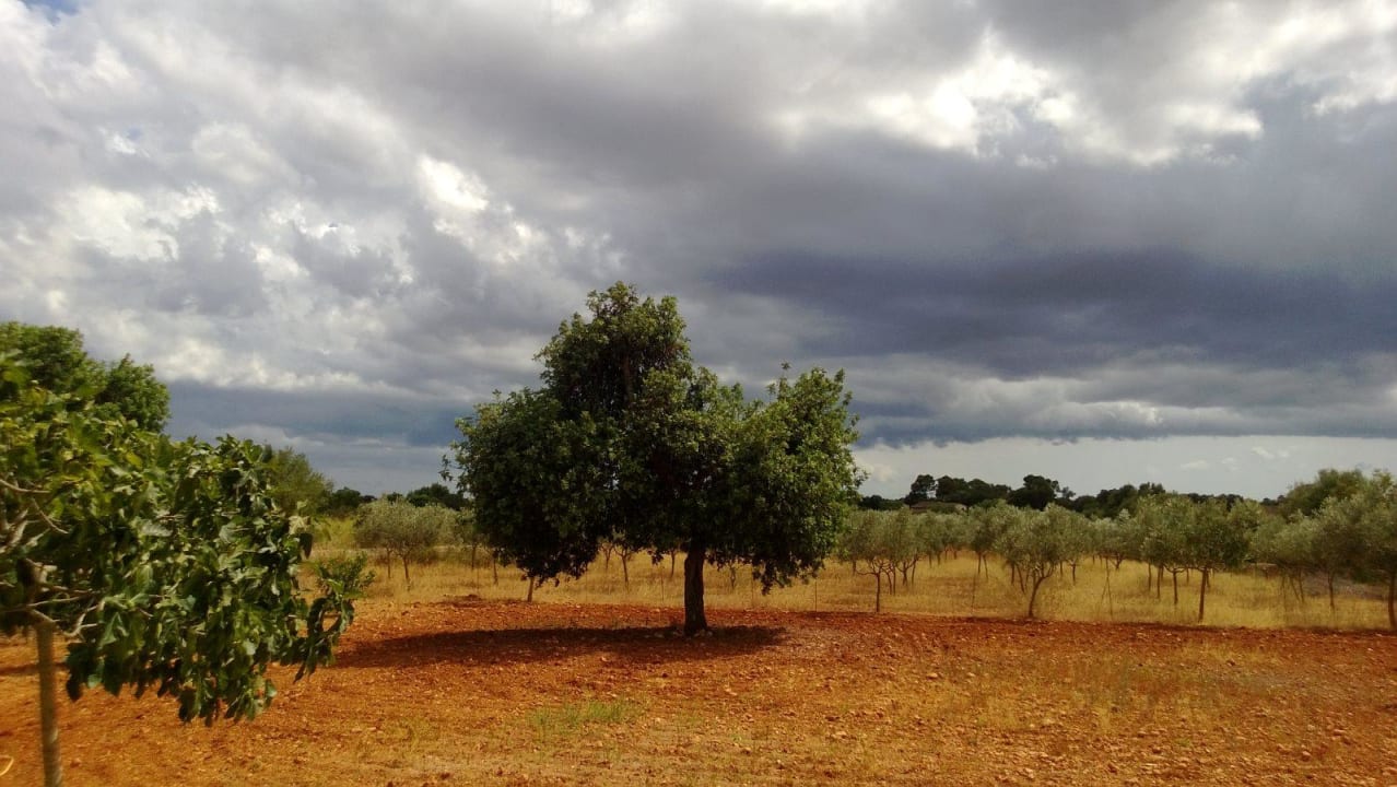 Felder Finca Son Guardiola