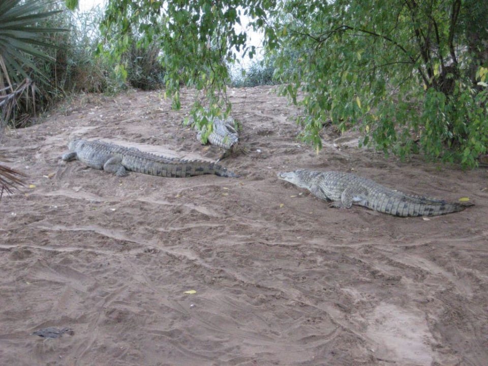 Krokodile am Fluss Crocodile Camp