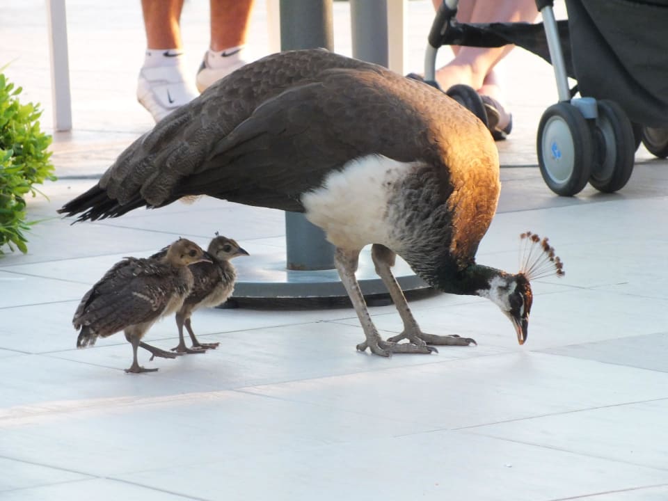 Nicht erschrecken wenn einem solche Tiere begegnen Seaden Sea World Resort & Spa