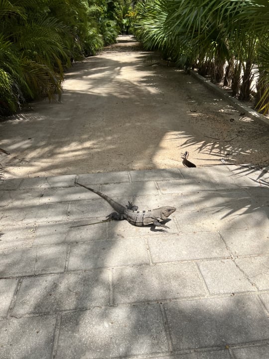 Gartenanlage Akumal Bay Beach & Wellness Resort