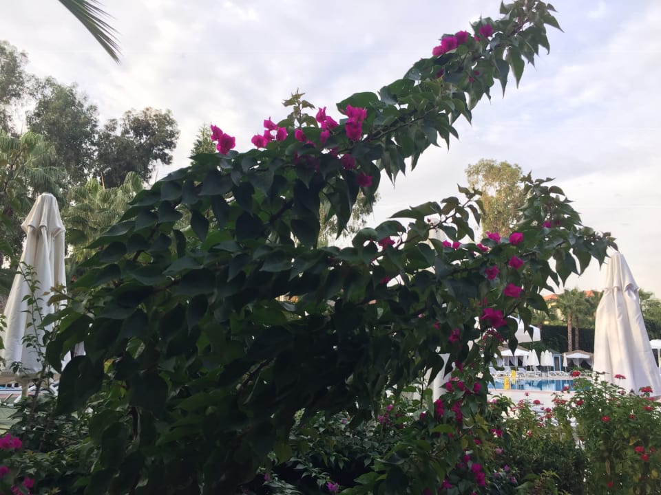 Gartenanlage Hotel Delphin Imperial