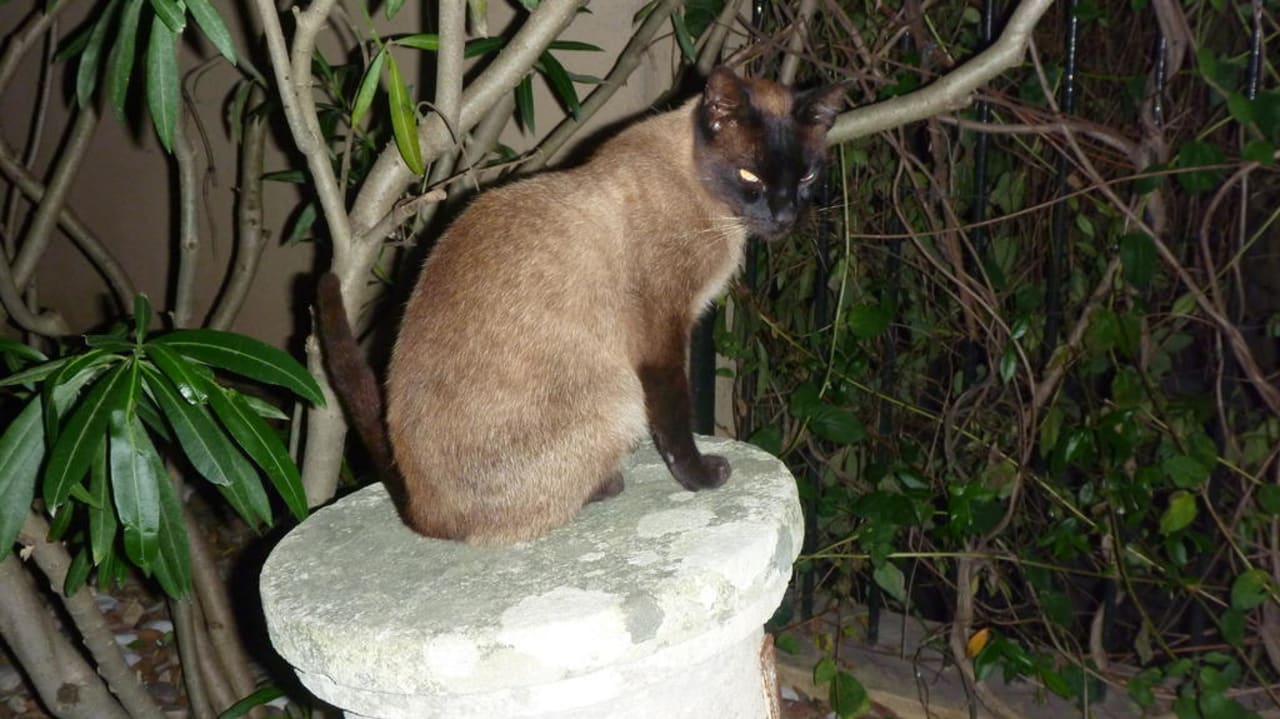 Hauskatze Hotel Palacio Sant Salvador