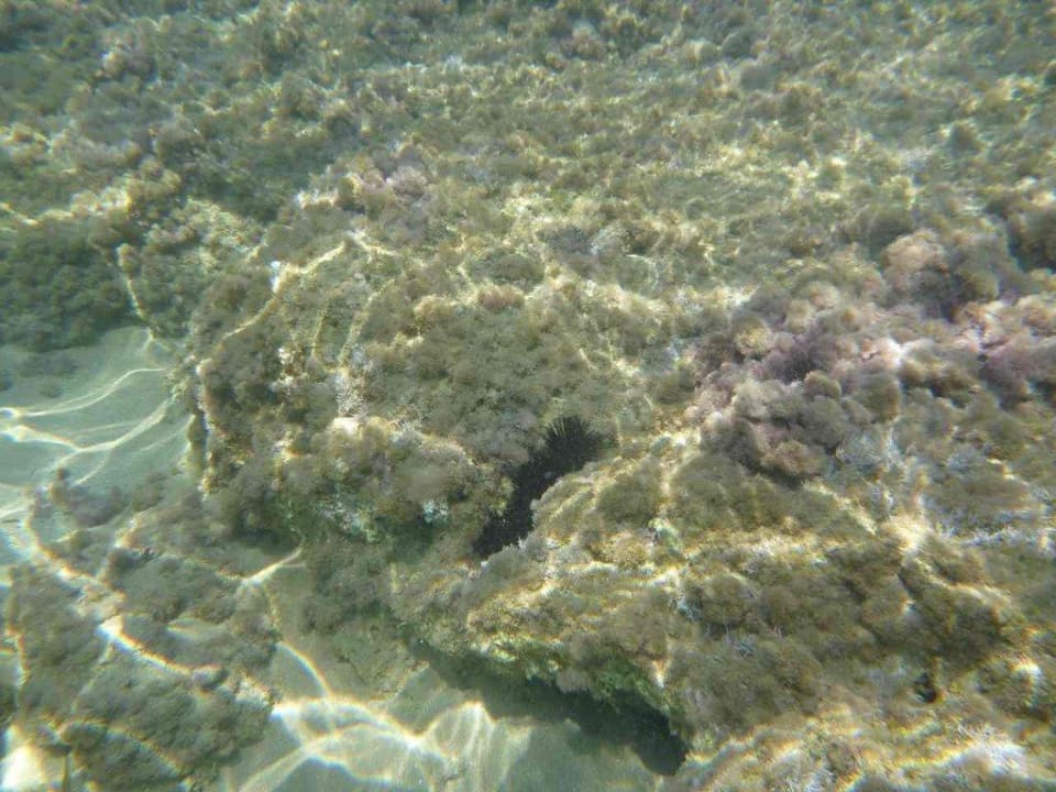Seeigel  Cactus Beach