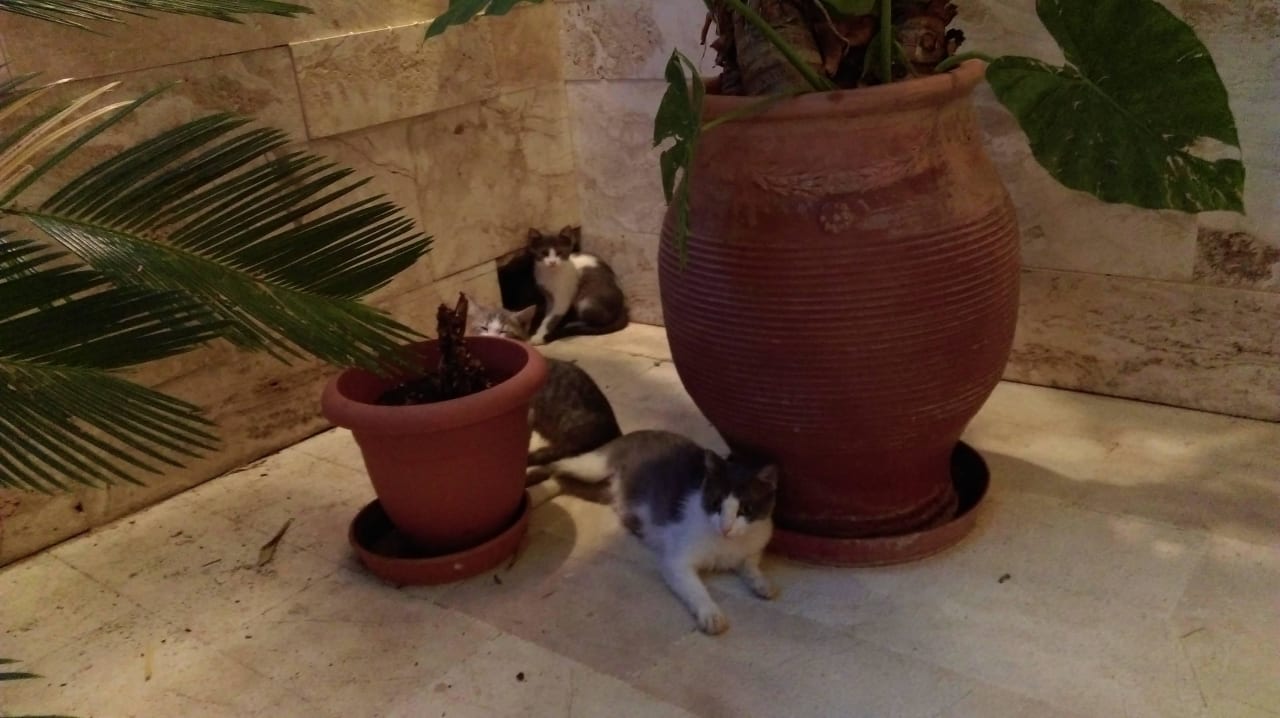 Nocne koty Hotel Pappas