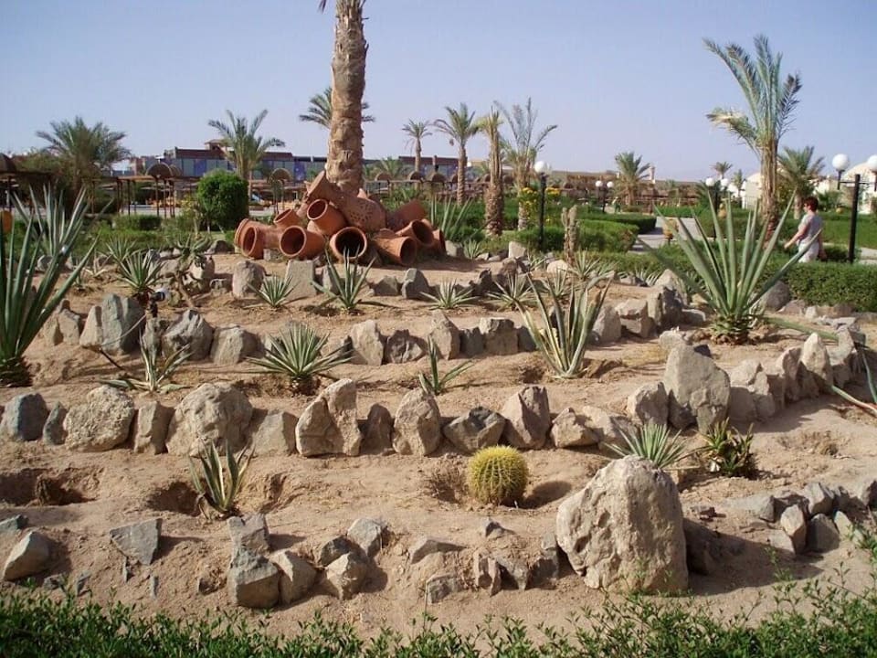 Ceramiczno-kaktusowe kompozycje Desert Rose