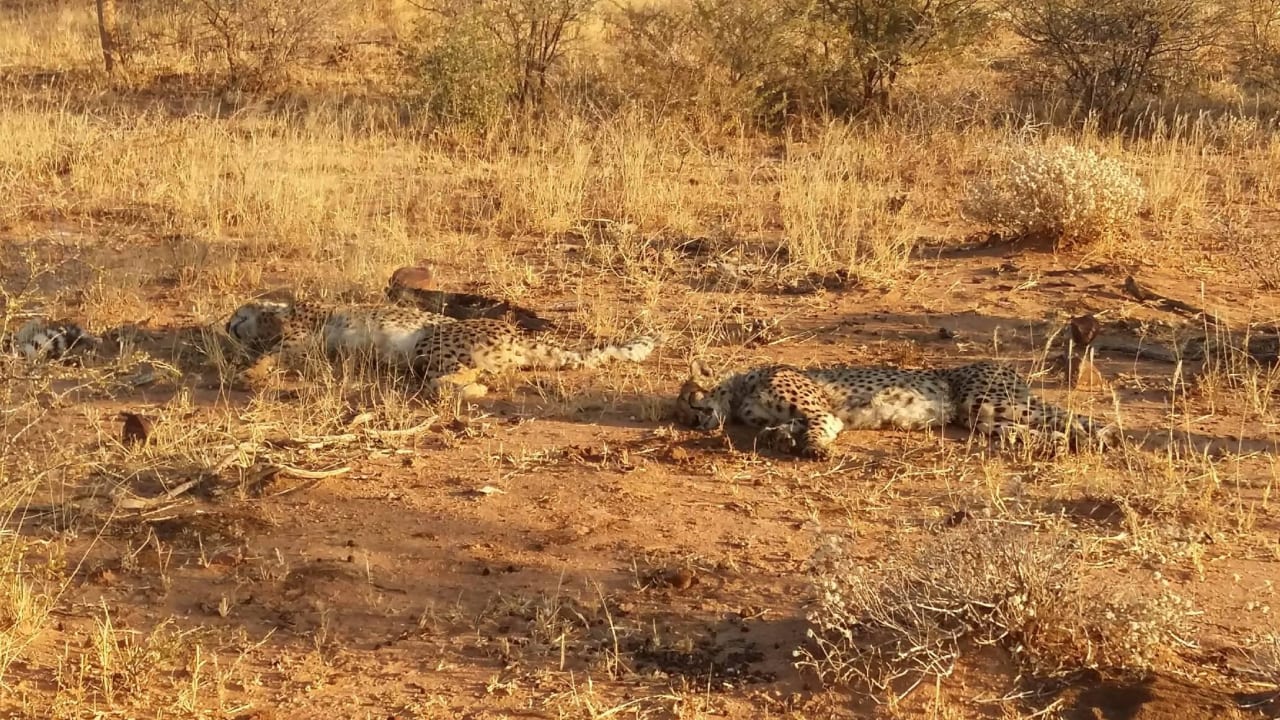 Gepardentracking zu Fuß Hotel Okonjima The Villa