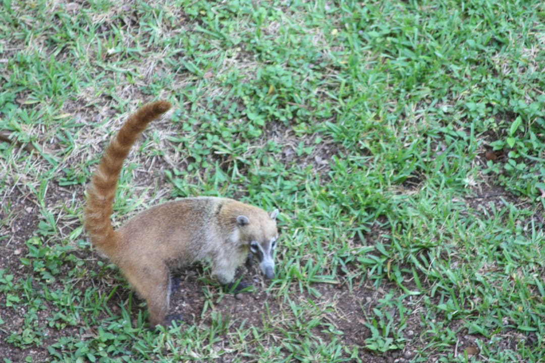 Nasenbär Hotel Riu Tequila