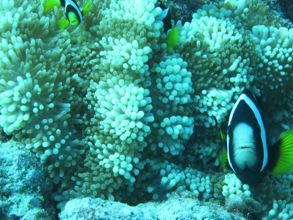 Nemo NH Collection Maldives Reethi Resort