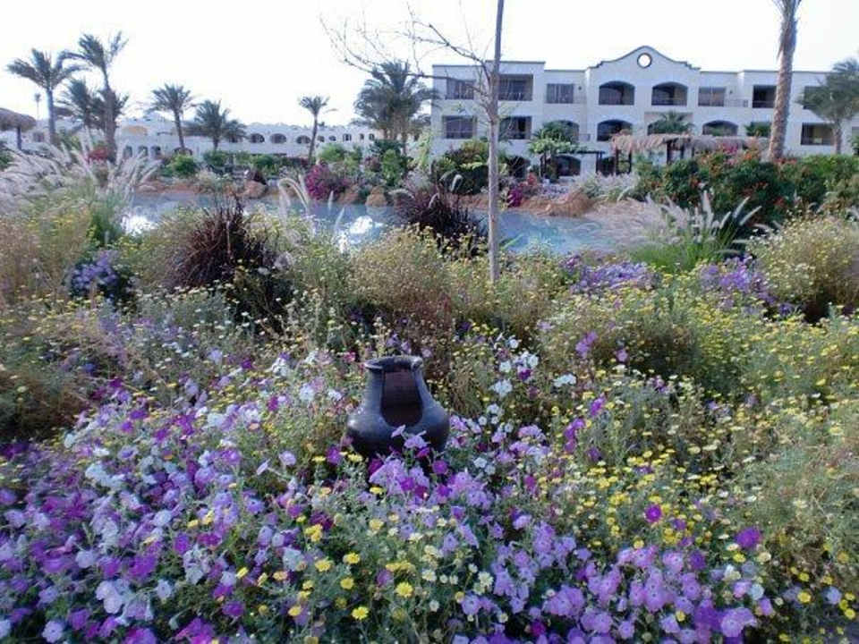 Территория очень зелёная Regency Plaza Aqua Park & Spa