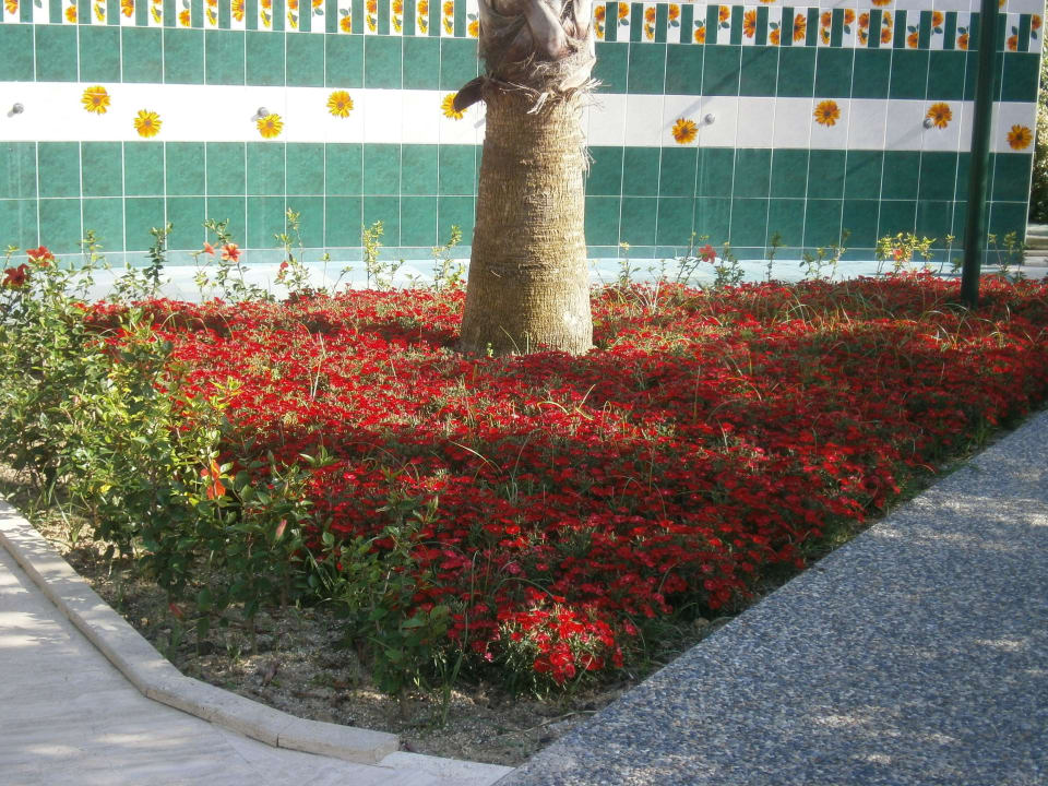 Blumenmeer VONRESORT Golden Coast