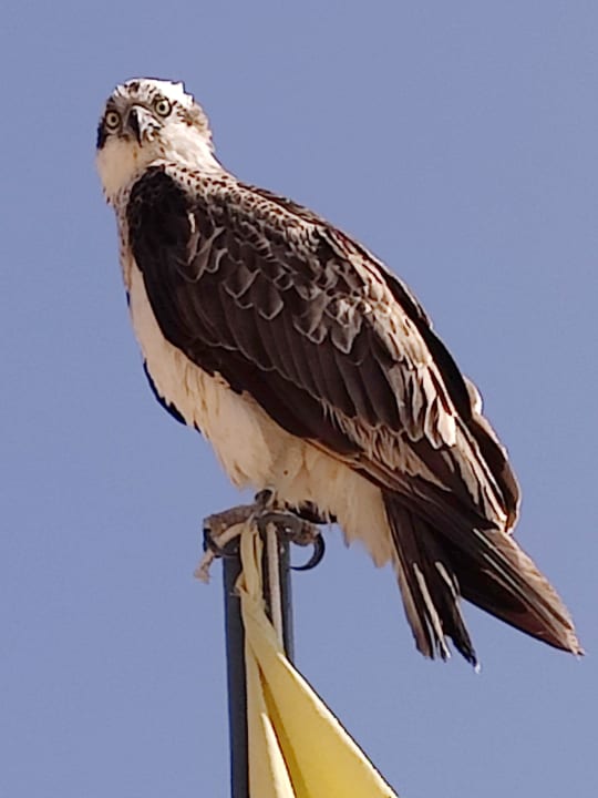 Sonstiges Steigenberger Coraya Beach - Adults only