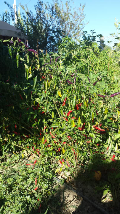 Gartenanlage Yavuzhan Otel