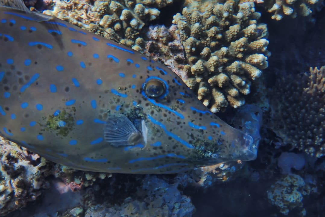 Strand Pickalbatros Citadel Resort