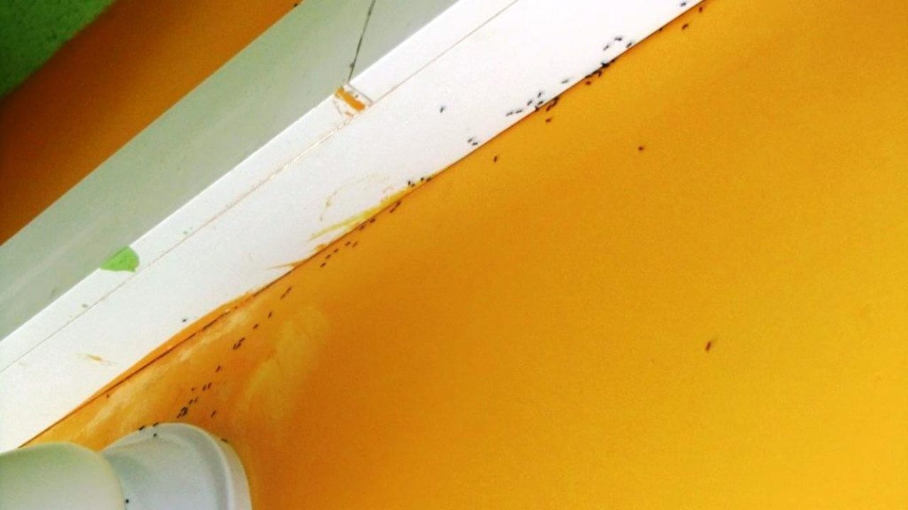 Zuleitung zur AC, mit Ameisenstraße Hotel Anse Takamaka View