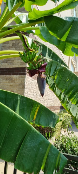 Gartenanlage Can Garden Resort