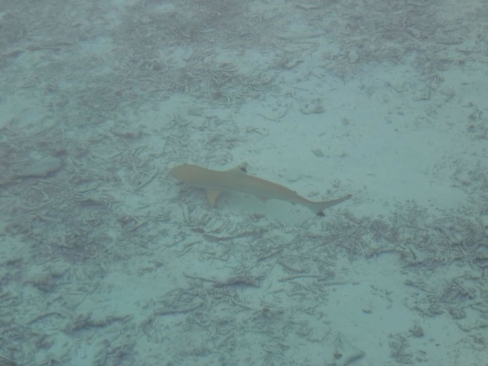 Schwarzspitzen-Riffhai Eri Maldives