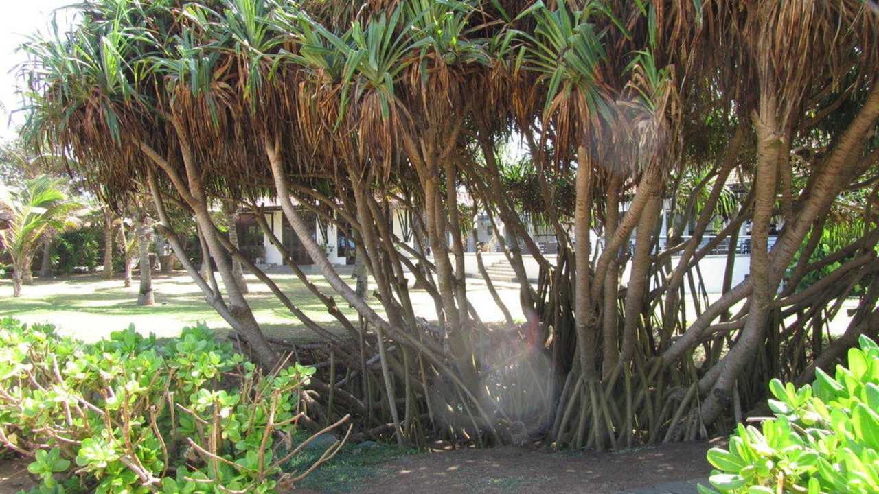 Schöner Baum auf dem Hotelgelände Club Hotel Dolphin