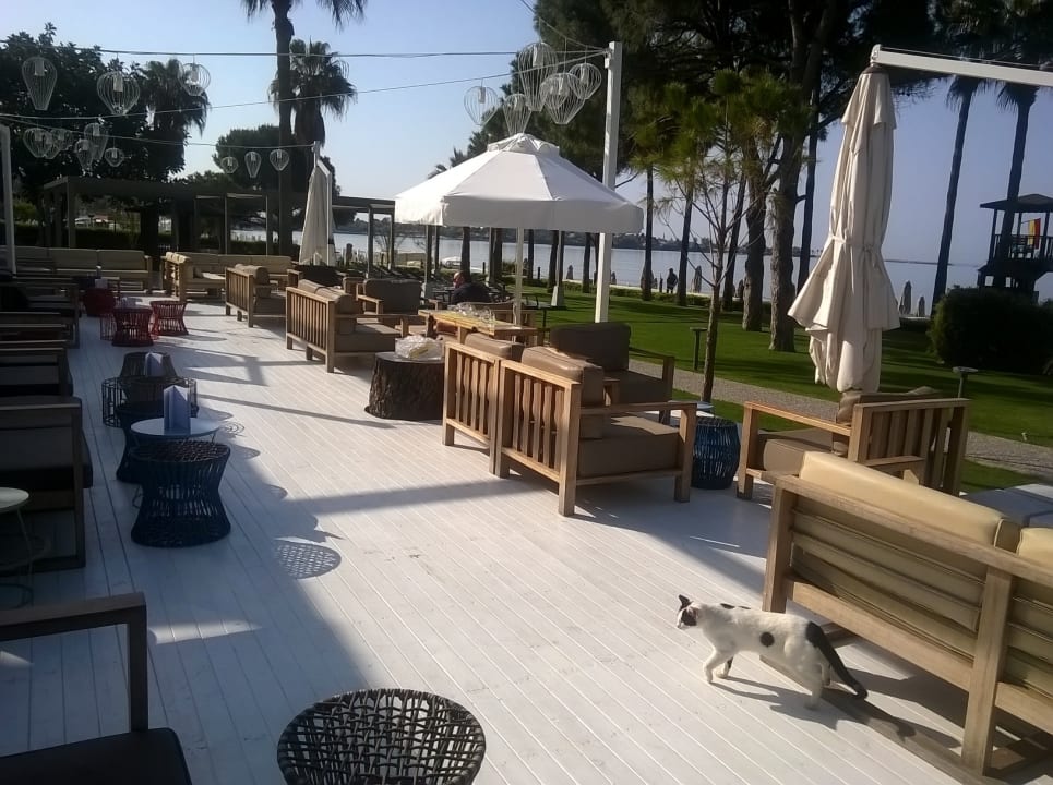 Gastro Acanthus Cennet Barut Collection