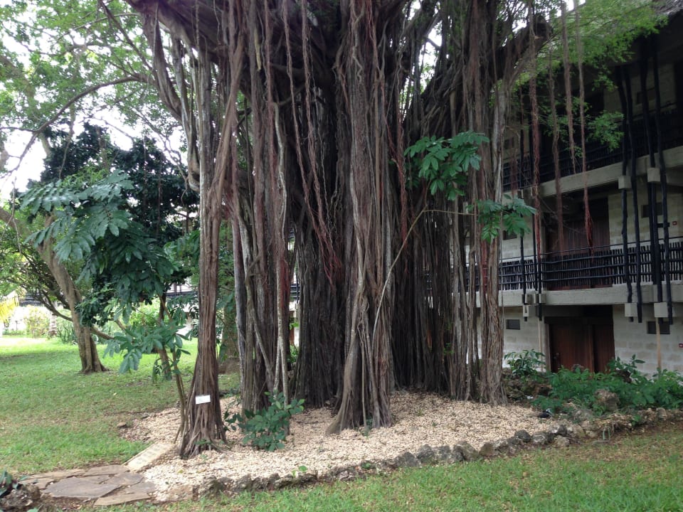 Baobab Baobab Beach Resort & Spa