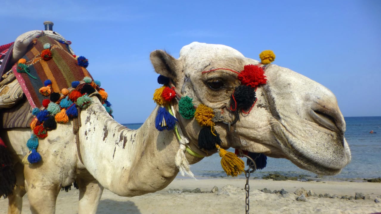 Sport & Freizeit Shams Alam Beach Resort