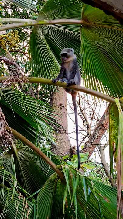 Gartenanlage Hotel Diani Sea Lodge