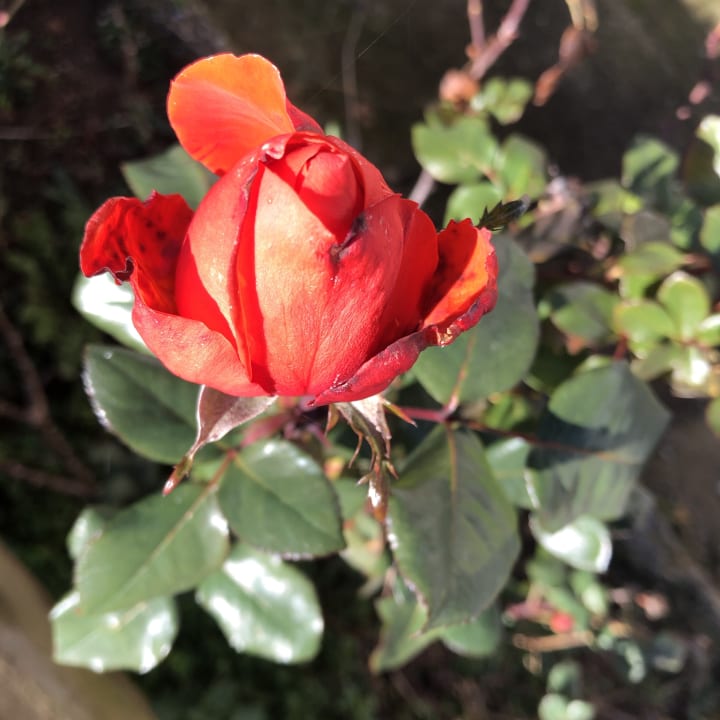 Gartenanlage Acrotel Sofia's Guesthouse