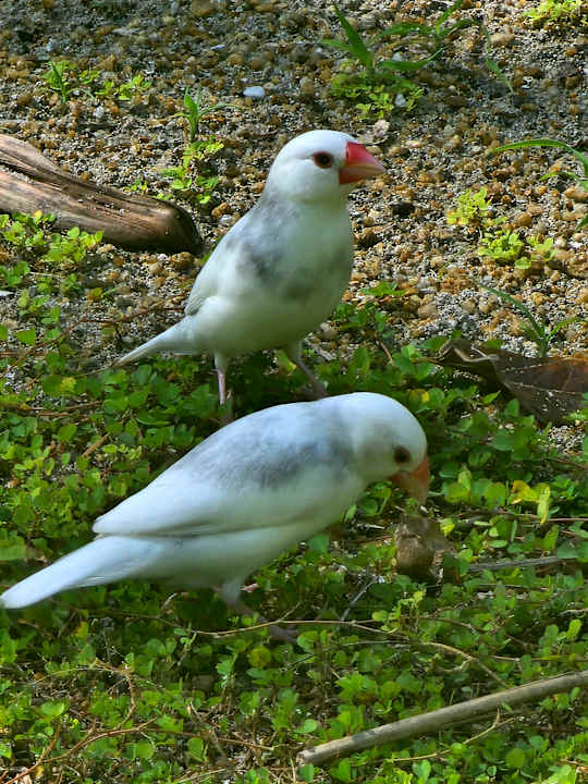 Gartenanlage Adaaran Select Meedhupparu Island Resort - Premium All Inclusive